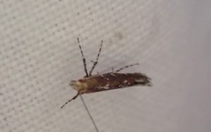 Acrocercops brongniardella. - 29th June 2025 - Norton Lees - Pete Mella