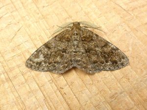 Satin Beauty - 30th June 2025 - Darwin Forest, Dave Evans
