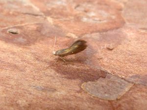 Argyresthia arceuthina - 30th June 2025 - Darwin Forest - Dave Evans