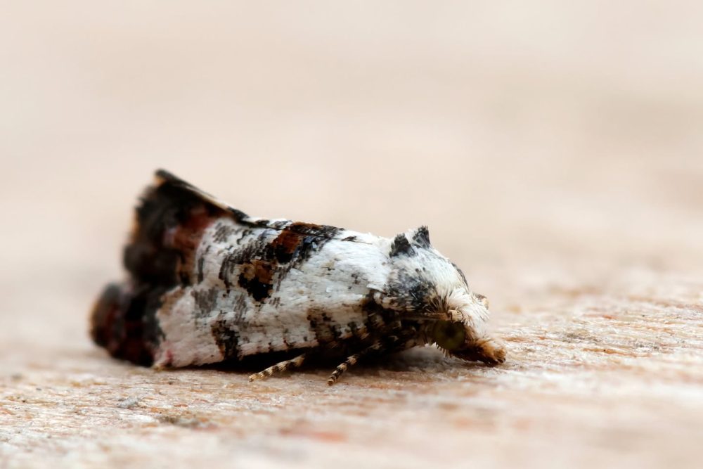 Neocochylis hybridella - 3rd July 2025 - Sinfin Moor Wetlands - Martin Roome (3rd VC57 Derbyshire record)