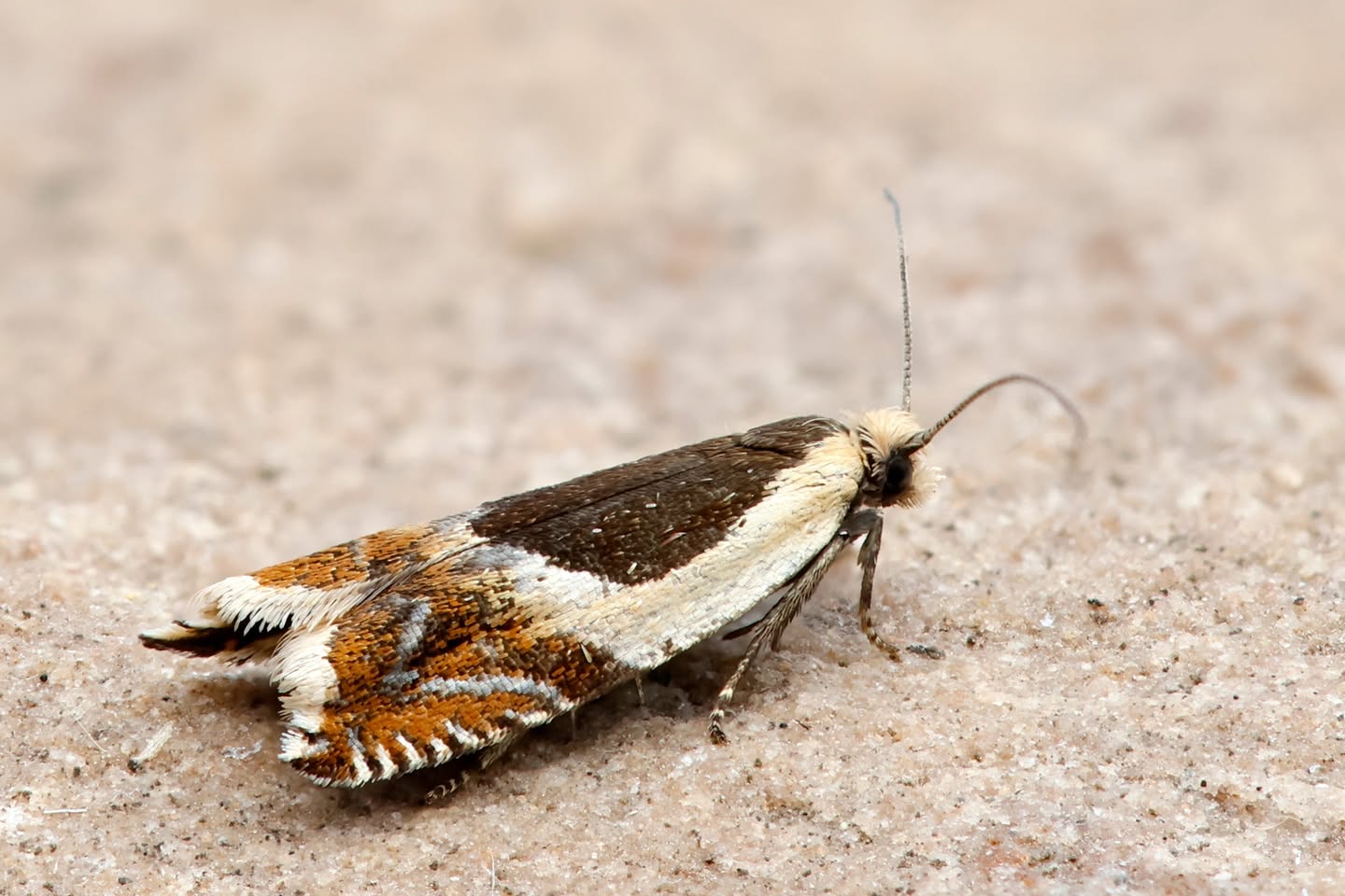 Ancylis badiana - 25th July 2025 - Chaddesden - Martin Roome