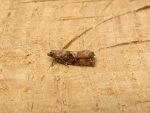 49.259 BF1163 – Spruce Bud Moth (Zeiraphera ratzeburgiana)