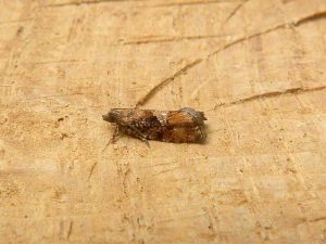 Zeiraphera ratzeburgiana 4th July 2025 - Darwin Forest - Dave Evans
