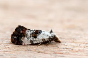 Neocochylis hybridella - 3rd July 2025 - Sinfin Moor Wetlands - Martin Roome (3rd VC57 Derbyshire record)