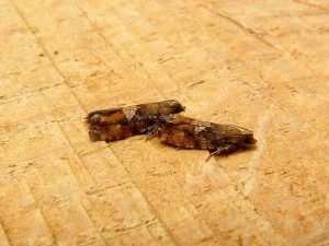Zeiraphera ratzeburgiana 4th July 2025 - Darwin Forest - Dave Evans