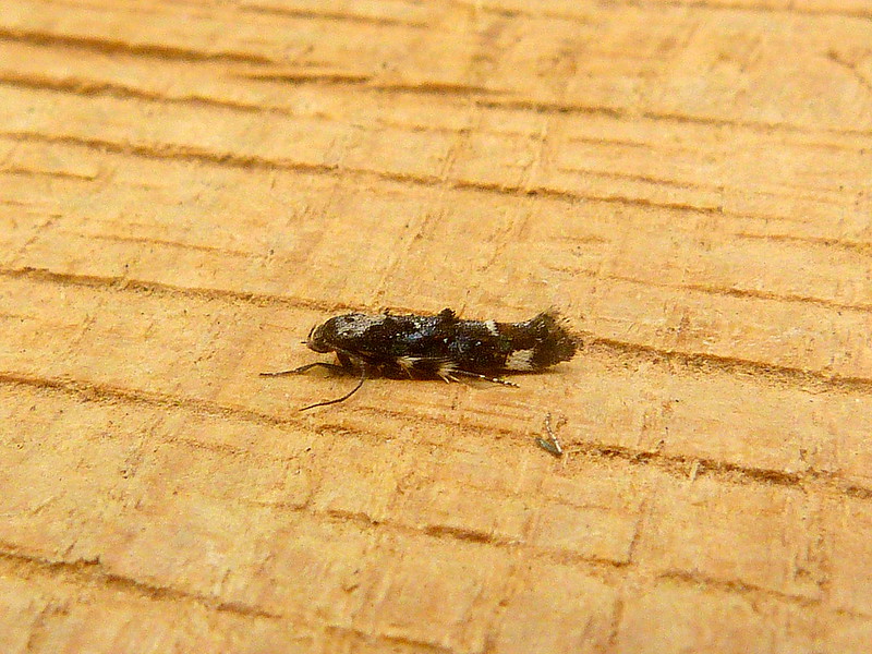 Mompha conturbatella - 5th July 2025 - Darwin Forest - Dave Evans©