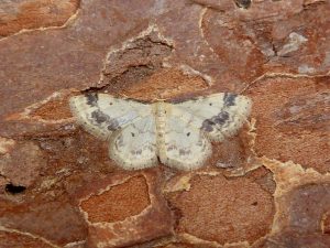 Treble Brown Spot - 5th July 2025 - Darwin Forest - Dave Evans