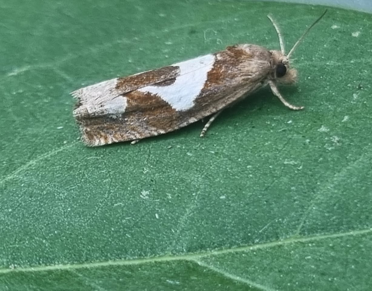 Epiblema foenella - 10th July 2025 - Belper - Dave Newcombe