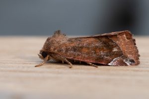 Lunar Spotted Pinion - 13th July 2025 - Chaddesden - Neil Loverock