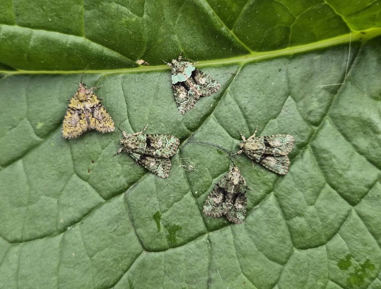 Tree Lichen Beauty - six individuals - 13th July 2025 - Sandiacre - Emily Milnes