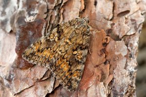 Dark Crimson Underwing - 11th July 2025 - Chaddesden - Martin Roome