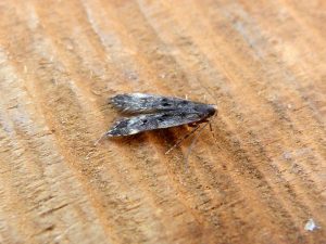 Dichomeris alacella - 1st VC57 record - 10th July 2025 - Belper- Dave Evans