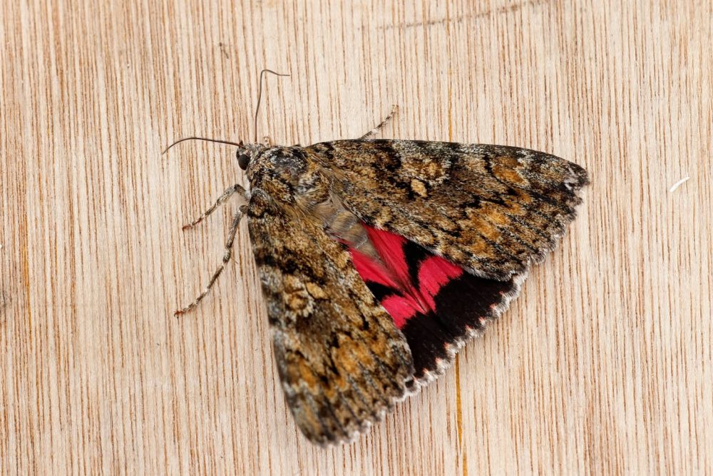 Dark Crimson Underwing - 11th July 2025 - Chaddesden - Martin Roome