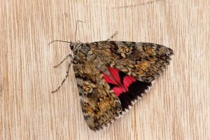 Dark Crimson Underwing - 11th July 2025 - Chaddesden - Martin Roome