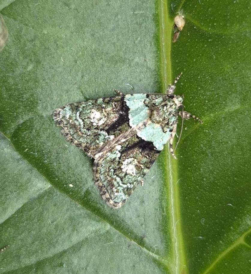 Tree Lichen Beauty - six individuals - 13th July 2025 - Sandiacre - Emily Milnes