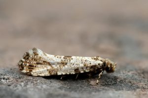 Morophaga choragella - 25th July 2025 - Chaddesden - Martin Roome
