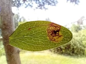 Fomoria septembrella - 28th July 2025 - Markham Vale. Hall Lane Ponds - Mark Radford