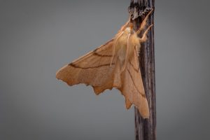 September Thorn - 29th July 2025 - Mickleover - Christine Maughan