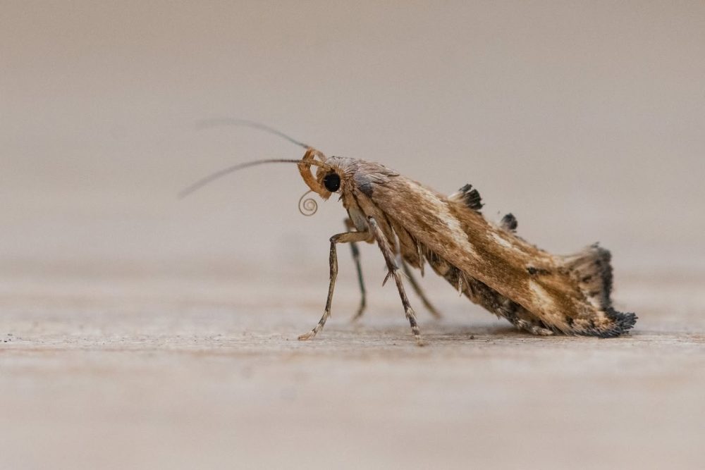 Epermenia falciformis, 29th July 2025 - Chaddesden - Neil Loverock