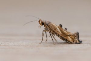 Epermenia falciformis, 29th July 2025 - Chaddesden - Neil Loverock