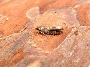 Epinotia signatana - 25th June 2025 - Belper - Dave Evans