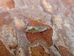 49.207 BF1119 – Willow Hook-wing (Ancylis geminana)