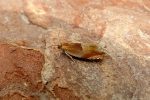 49.216 BF1120 – Amber Hook-wing (Ancylis mitterbacheriana)