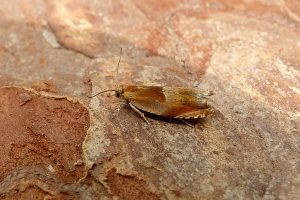 Ancylis mitterbacheriana - 9th July 2025 - Belper - Dave Evans