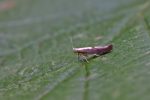 Argyresthia semifusca -27th July 2025 - Kings Newton - Tony Davison