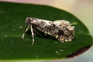 Bankesia conspurcatella (douglasii) 6/3/2021 - Forbes Hole NR Long Eaton -Marion Bryce
