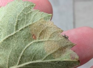 Bohemannia pulverosella - leaf mine 4th July 2025 -Norton Lees - Pete Mella