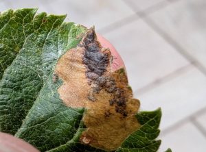 Bohemannia pulverosella - leaf mine 4th July 2025 -Norton Lees - Pete Mella
