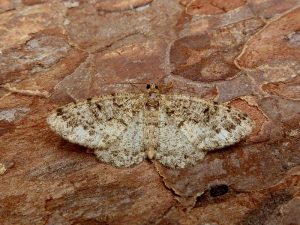Brindled White Spot 2nd VC57 record - 3rd July 20205 - Darwin Forest - Dave Evans