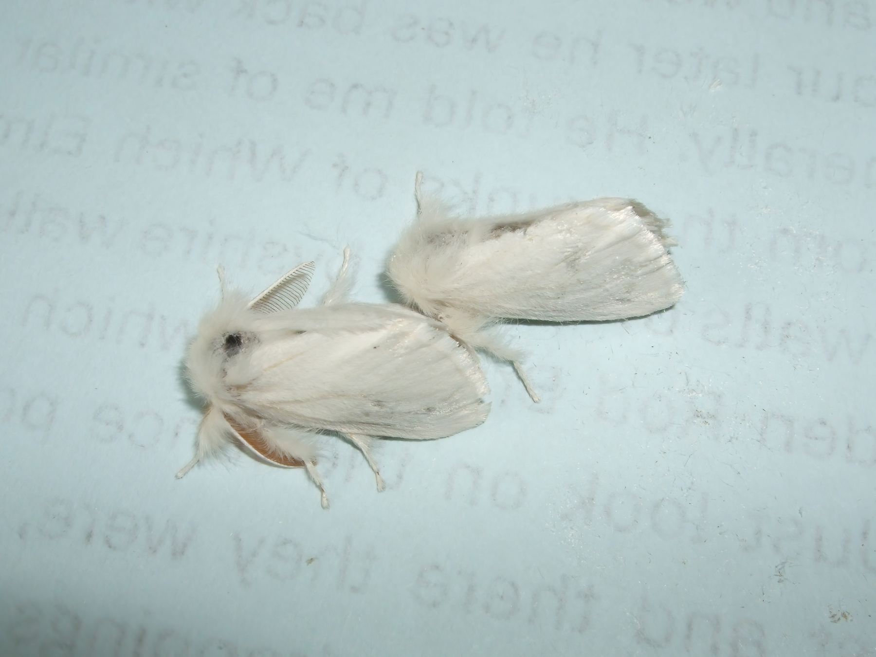 Brown-tail - 1st July 2025 - Archie Braddock