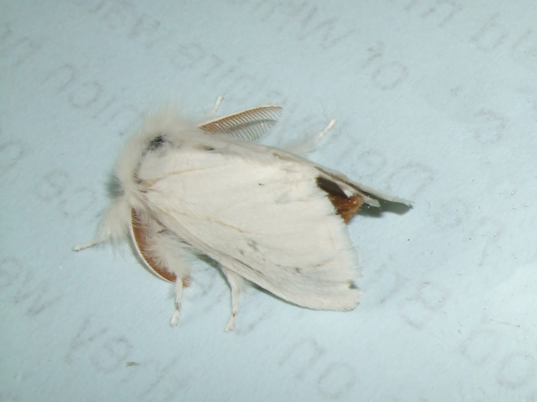 Brown-tail - 1st July 2025 - Archie Braddock