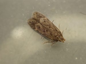 Bryotropha senectella - 10th July 2025 - Buxton - Steve Orridge