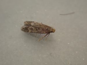 Bryotropha senectella - 10th July 2025 - Buxton -Steve Orridge
