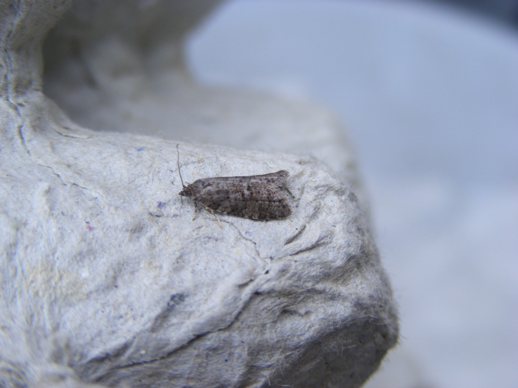 Cnephasia pasiuana.pumicana - 12th June 2025 -Drakelow - M.Williams