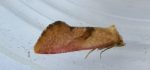 49.134 BF962 – Rosy Straw (Cochylis roseana)