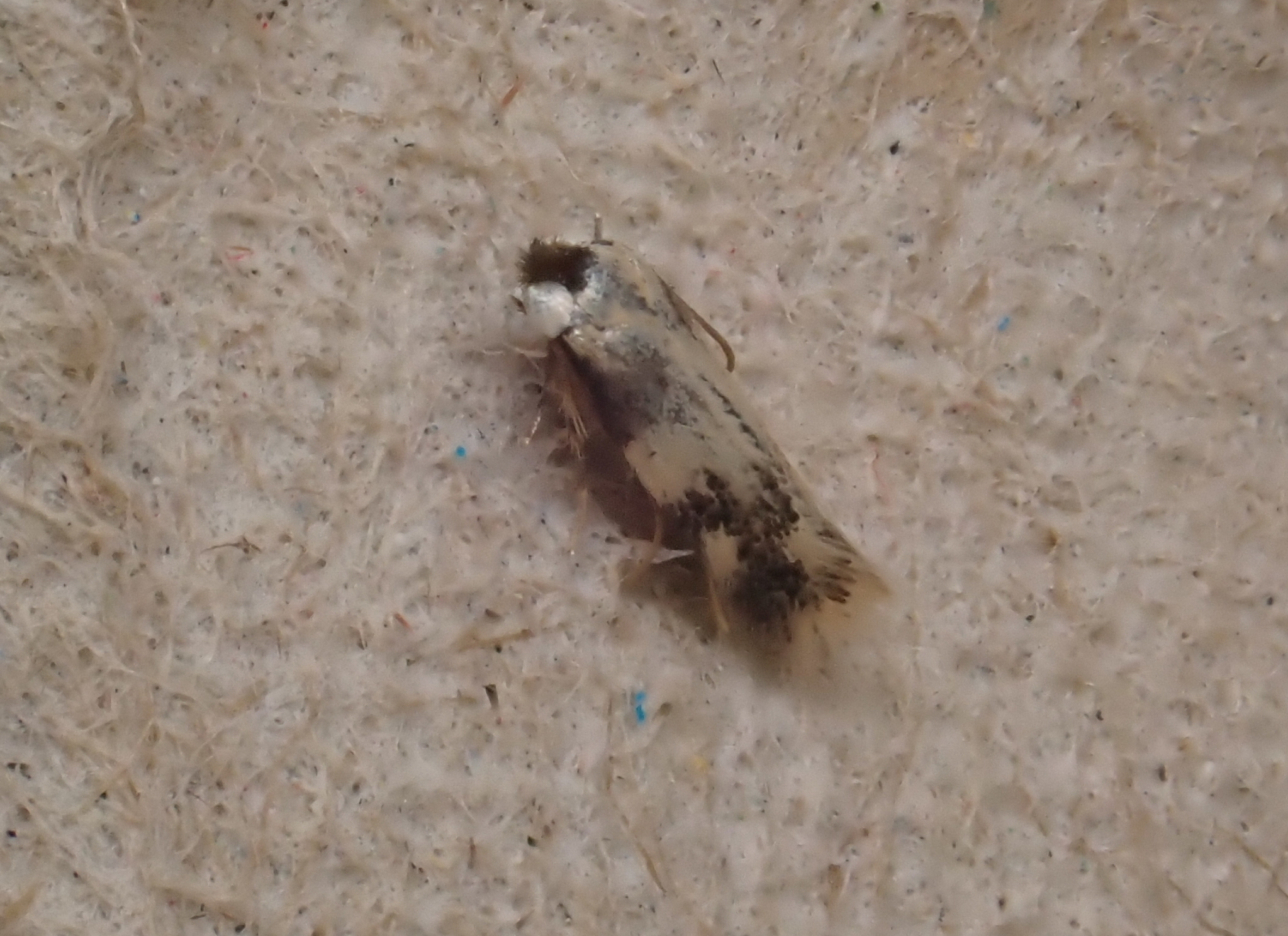 Etainia decentella - 30th June - Buxton - Steve Orridge