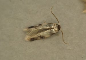 Etainia decentella - 30th June - Buxton - Steve Orridge