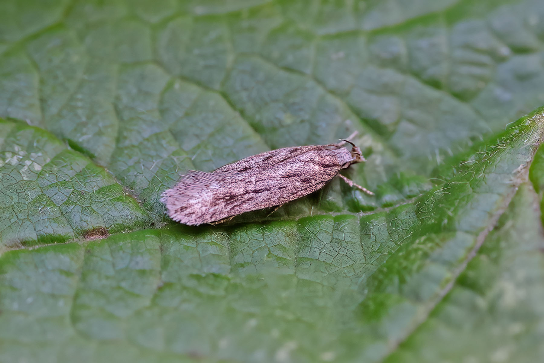 Gelechid senticetella 27th July 2025 - Kings Newton - Tony Davison