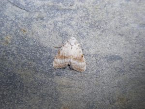 Kent Black Arches - 28th June 2025 - Drakelow - M.Williams