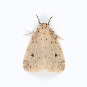 Round-winged Muslin - 1/7/2025 - Glossop - Christian Heintzen