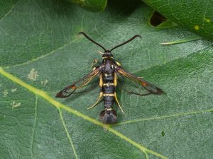 Yellow-legged Clearwing - 4/7/2025 - Glossop - Christian Heintzen