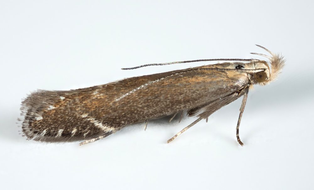 Monochroa cytisella -8/9th July 2025 - Wildboar Clough, Longdendale - Christian Heintzen