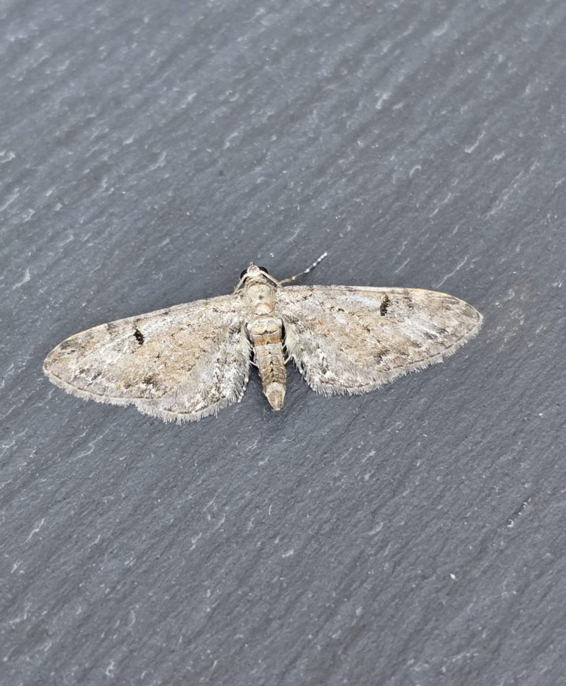 Pimpinel Pug - 11th July 2025 - Cromford - Clive Ashton