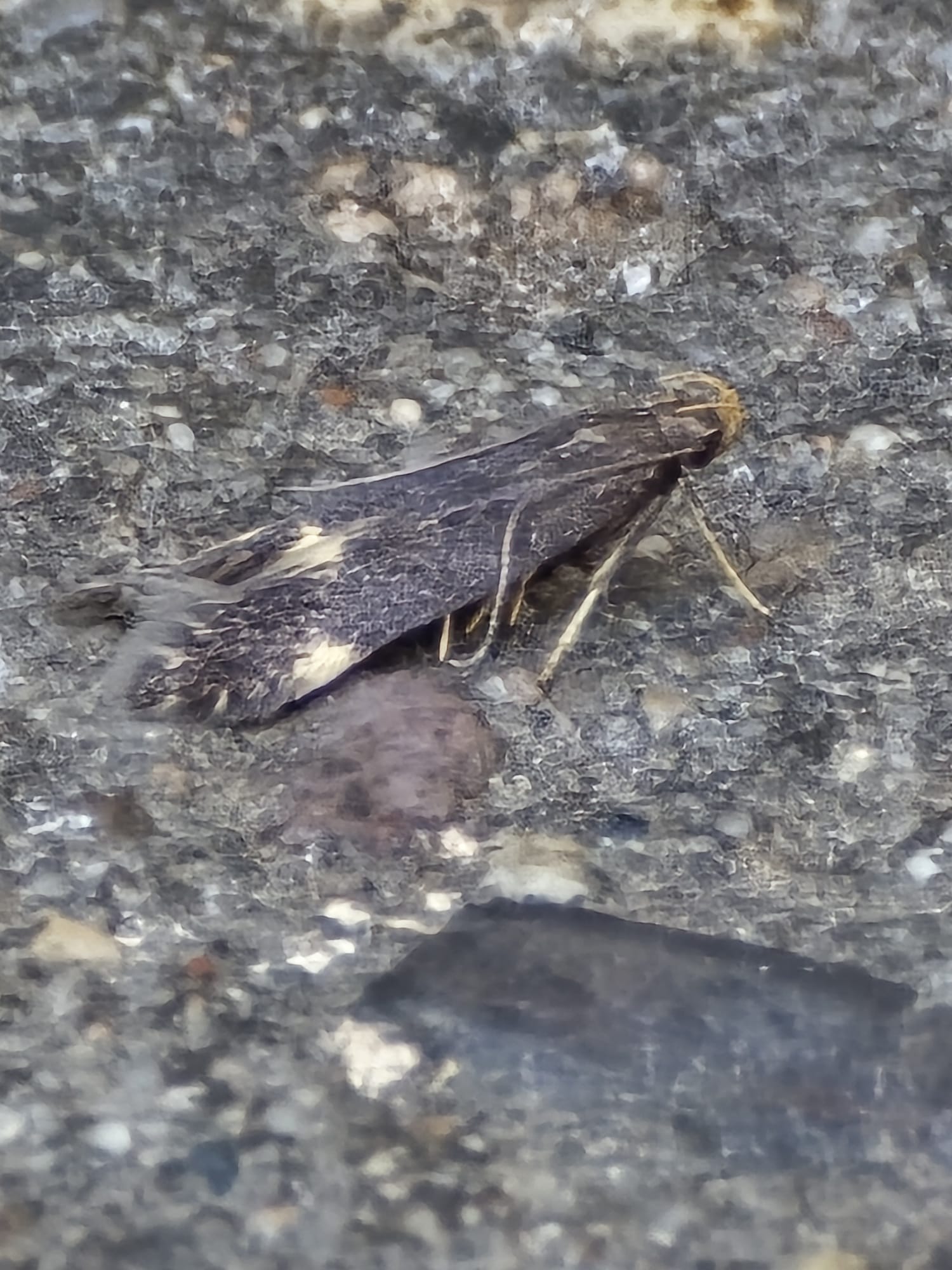 Oxypteryx atrella - 11th July 2025 - Cromford - Clive Ashton