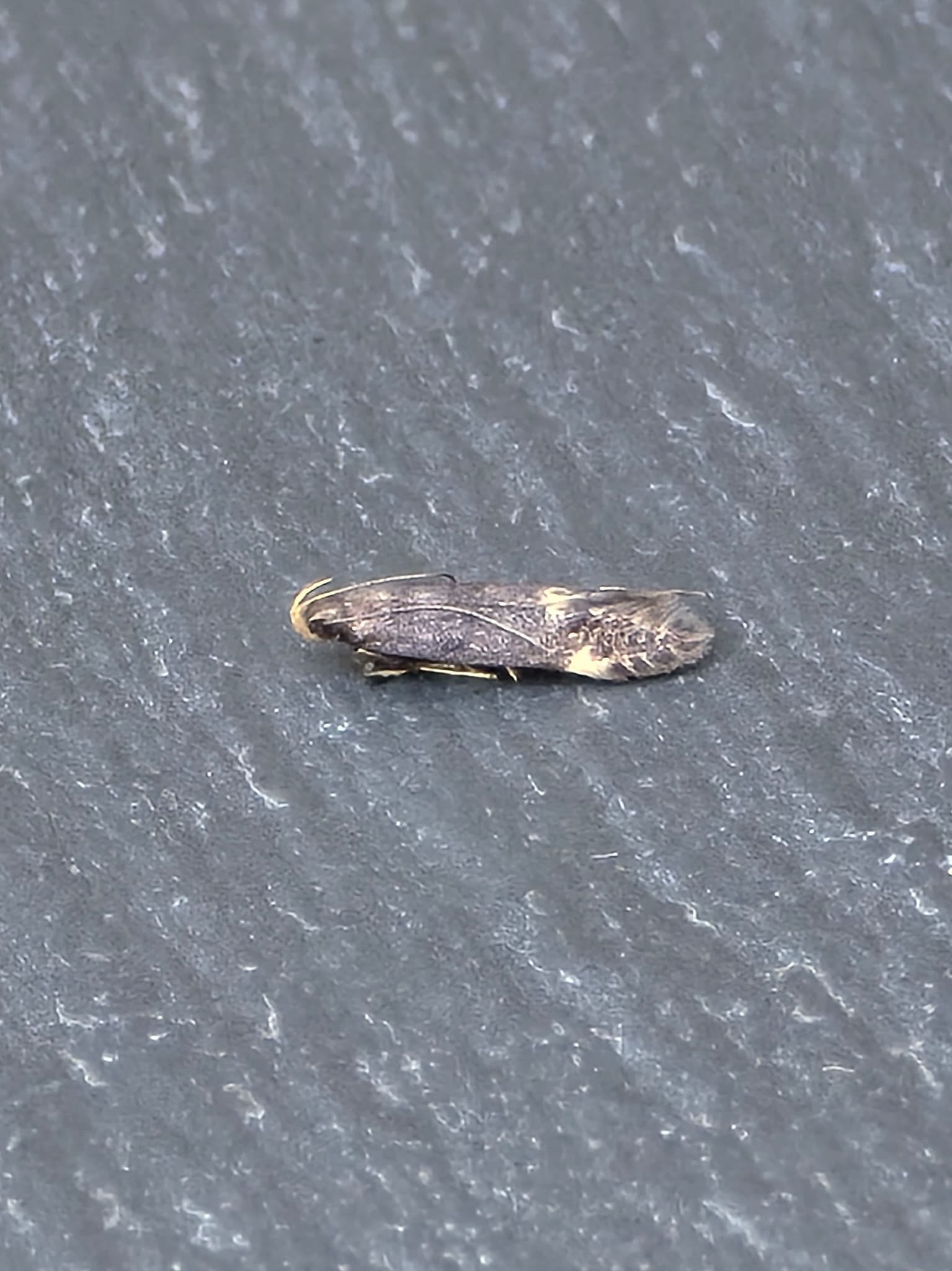 Oxypteryx atrella - 11th July 2025 - Cromford - Clive Ashton