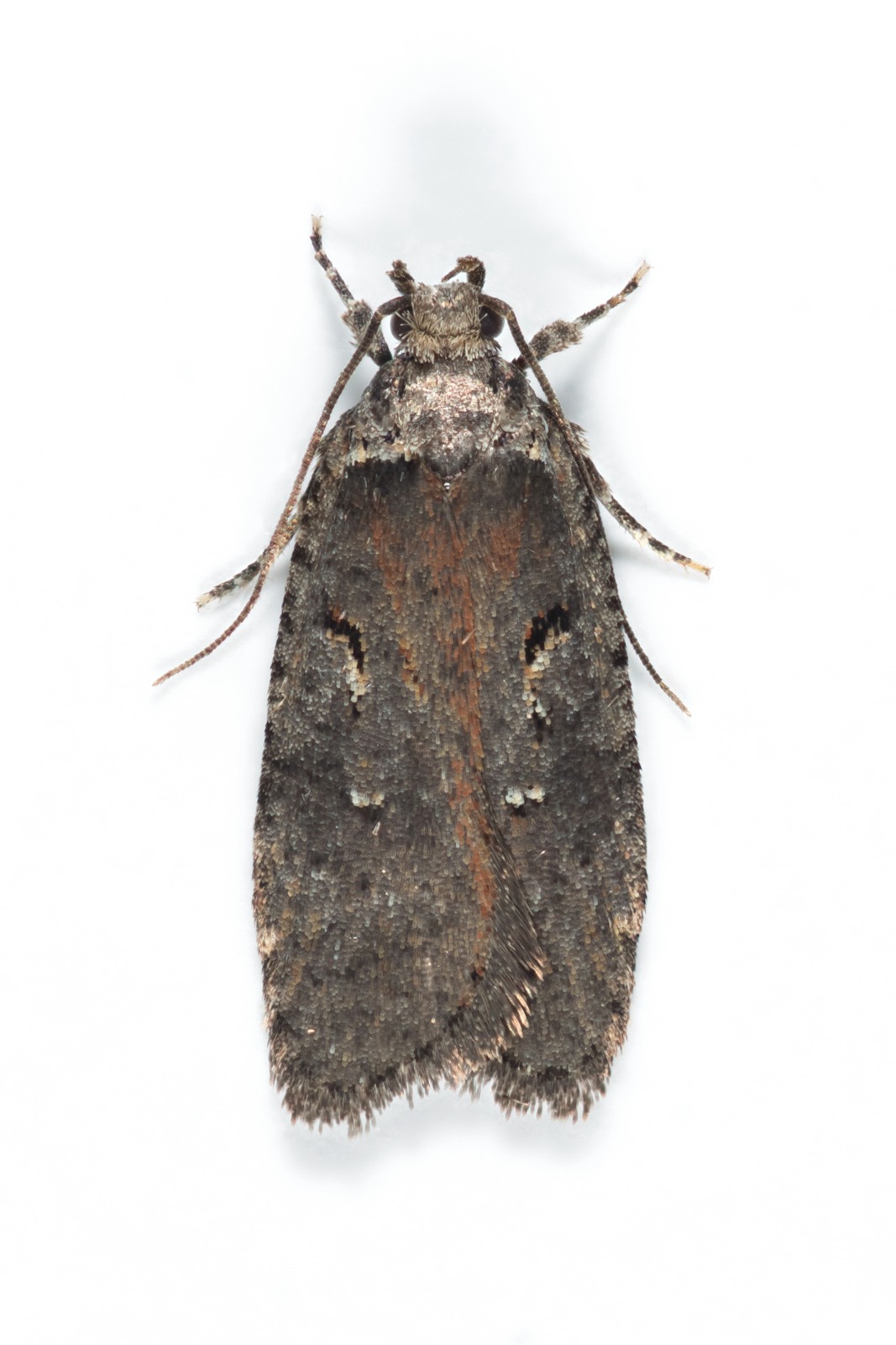 Agonopterix conterminella - 13th July 2025 - Longdendale (Torside) - Christian Heintzen
